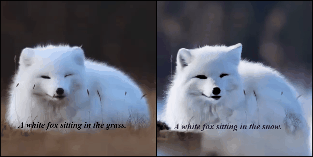 Fox to wolf in snow